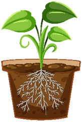 Wall Mural - plant in the pot with root system
