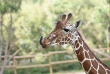 Giraffe Sticking Out Its Tongue Close Up