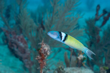 Bluehead Wrasse On Coral Reef