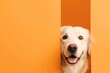 Portrait of a cute Golden Retriever dog isolated on minimalist background with copy space/negative space