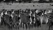 Group of zebras grazing on a grassy plain. Generative AI