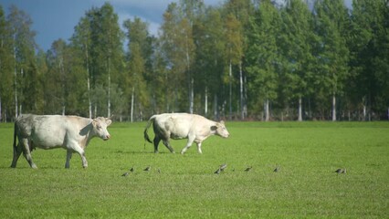 Poster - Herd of bull cows resting on green meadow on a sunny day. Birds flying away