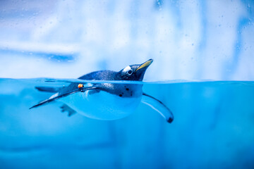 Wall Mural - Underwater wildlife at aquarium in Dubai with penguin close up.