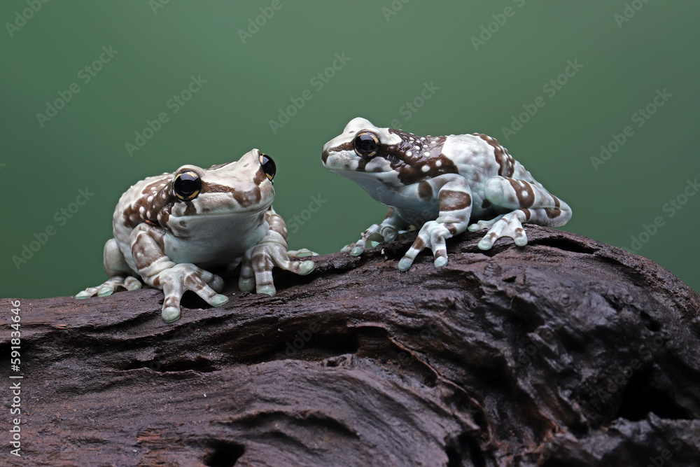 The Amazon Milk Frog is nature to the Amazon Rainforest in South