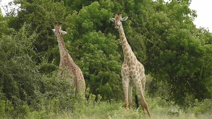 Sticker - View of two giraffes fighting in forest