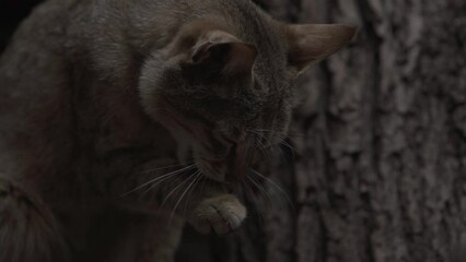 Poster - Closeup view of gray cat washing itself