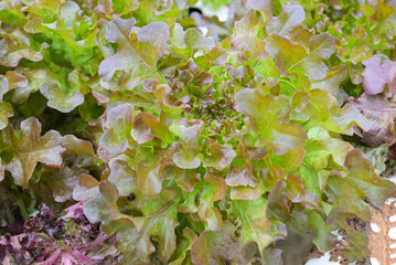 Sticker - hydroponic planting in the hydroponic vegetables system on hydroponic farms red oak lettuce growing in the garden, gardener hydroponic plants on water without soil agriculture organic grow plants