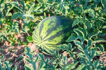 Wall Mural - watermelon field with watermelon fruit fresh watermelon on ground agriculture garden watermelon farm with leaf tree plant, harvesting watermelons in the field