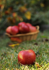 Apple on the ground in the garden with a basket of red apples in the background