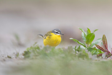 Wall Mural - Fine art portrait of western yellow wagtail among the grass (Motacilla flava)