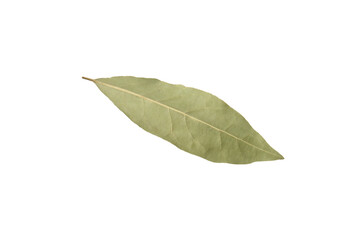 One aromatic bay leaf isolated on white