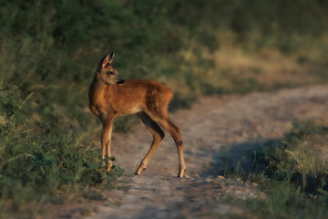 Sticker - Beautiful view of a deer crossing the road in a field