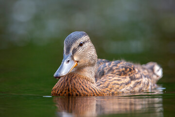 Poster - Beautiful mallard floating in the lake