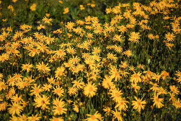 Canvas Print - fiore arnica