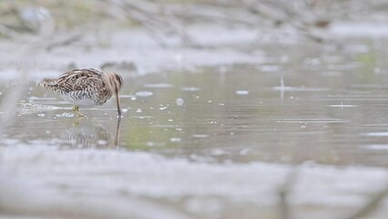 Canvas Print - At hunt under the rain, the common snipe (Gallinago gallinago)