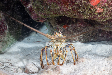 Wall Mural - Closeup of Caribbean spiny lobster