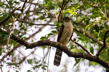 collared forest falcon in tree
