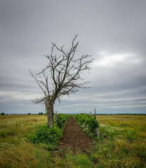 Sticker - View of the withered tree in the field and the gloomy sky