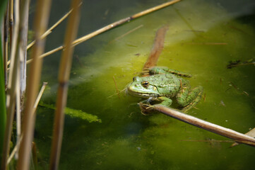 Sticker - Closeup shot of green frog in the swamp