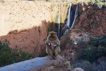 Macaque Monkey With Paper Trash On Wall At Ouzoud Waterfalls, Morocco