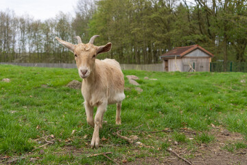 Sticker - Cute brown Nigerian Dwarf goat on the grass looking at the camera