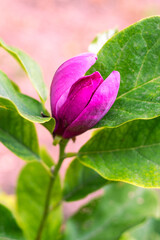 Wall Mural - A pink magnolia flower blossomed on a bush on a spring day. Growing ornamental plants in the garden