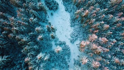 Canvas Print - Aerial movement through a snow covered forest