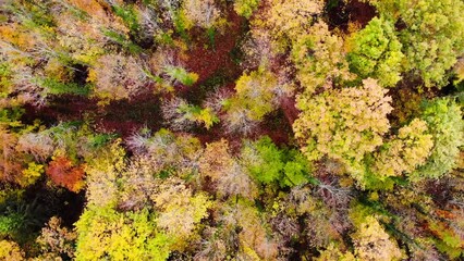 Poster - Mesmerizing shot of a mountainous landscape covered with colorful trees in autumn