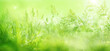 © gudrun - Radiant green spring background with blades of grass in a flower meadow in morning sun. Close-up of nature scene in the backlight with short depth of field.
