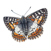 Silvery Checkerspot Buterfly. Watercolor With Transparent Background. Generative AI