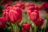 Fototapeta Tulipany - Field of red tulips in the sun