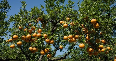 Wall Mural - Orange tree in orange garden