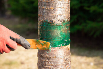 Close up view of person hand apply insect glue barrier on pear tree in home garden for protection against insects. Spring garden pest control work.