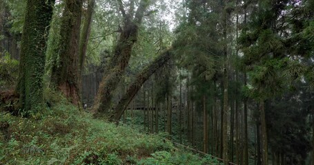 Sticker - Fog in the forest at Alishan national forest recreation area of taiwan