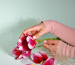 Beautiful purple tulips in female hands․