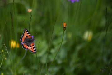 Poster - farfalla prateria natura 