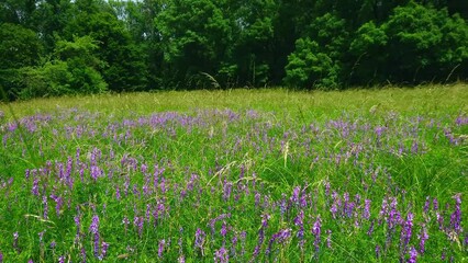 Wall Mural - Wildflowers on the field, Sofiyivsky Park, Uman, Ukraine