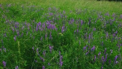 Sticker - Panorama of the flowering spring meadow