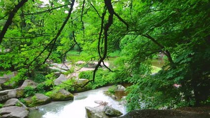 Wall Mural - In shade of trees in Valley of the Giants, Sofiyivsky Park, Uman, Ukraine