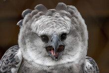 Great harpy eagle flying imposingly in the sky of the