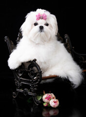 Fototapete - Maltese breed puppy with a pink bow, beautiful white coat grooming