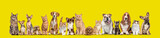 Fototapeta Zwierzęta - Group of cats and dogs isolated on yellow background, Banner. Remastered.
