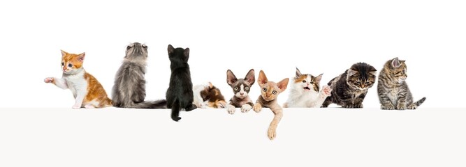 groups of different cats leaning on a empty web banner to place text.    Empty space for text, isolated on white