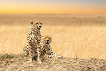 A Pair Of Young Adult Cheetahs On The Lookout In The Open Grass Plains Of The Masai Mara, Kenya. Soft Warm Morning Sky Background