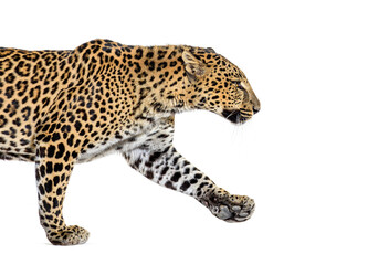 Wall Mural - side view of a spotted leopard walking away, panthera pardus, isolated on white