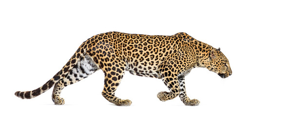 Wall Mural - side view of a spotted leopard walking away, panthera pardus, isolated on white