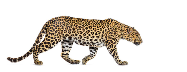 Wall Mural - Side view of a Spotted leopard walking away, Panthera pardus, isolated on white