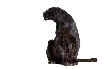 Wall Mural - black leopard, sitting, looking away, isolated on white
