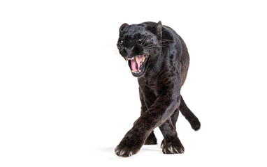 Wall Mural - black leopard, six years old, walking towards the camera and staring at the camera showing its fangs in a threatening way, isolated on white