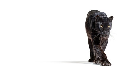 Wall Mural - black leopard, panthera pardus, walking towards at the camera, benner with large copy space, isolated on white